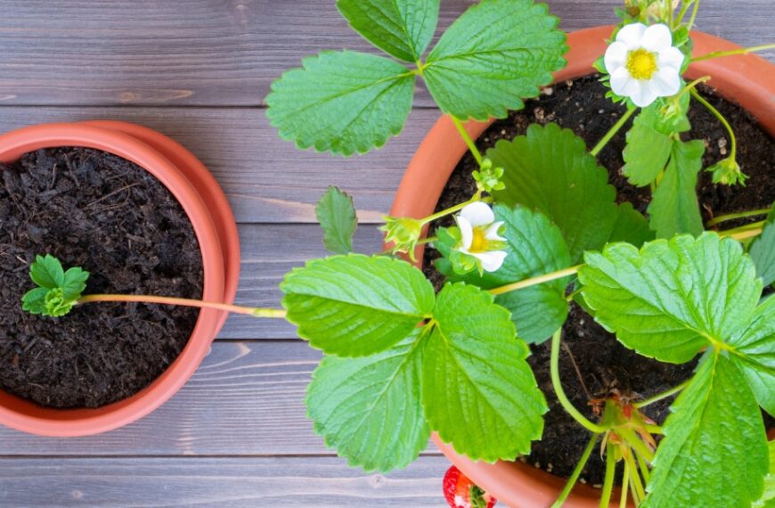 Når skal man plante jordbærplanter?